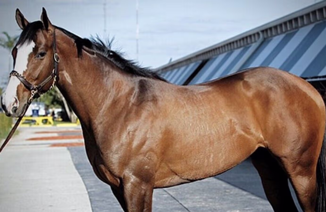 Top 10 Most Expensive Horses ever Sold