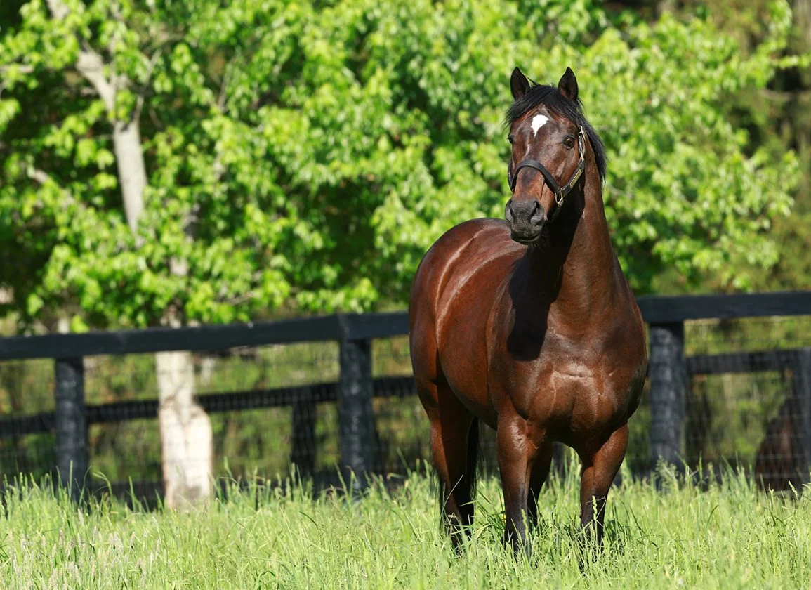 Top 10 Most Expensive Horses ever Sold