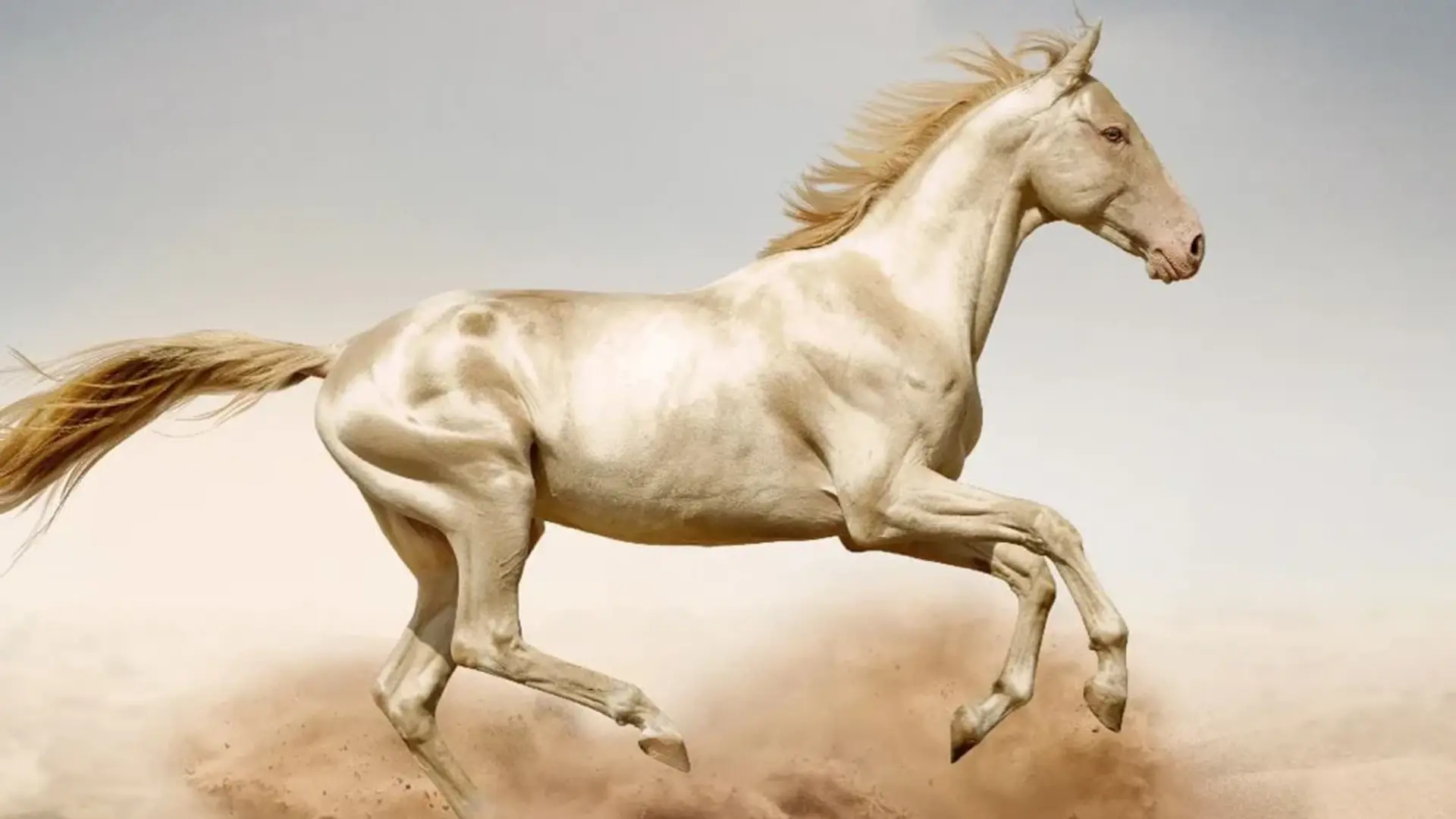Top 10 Most Expensive Horses ever Sold